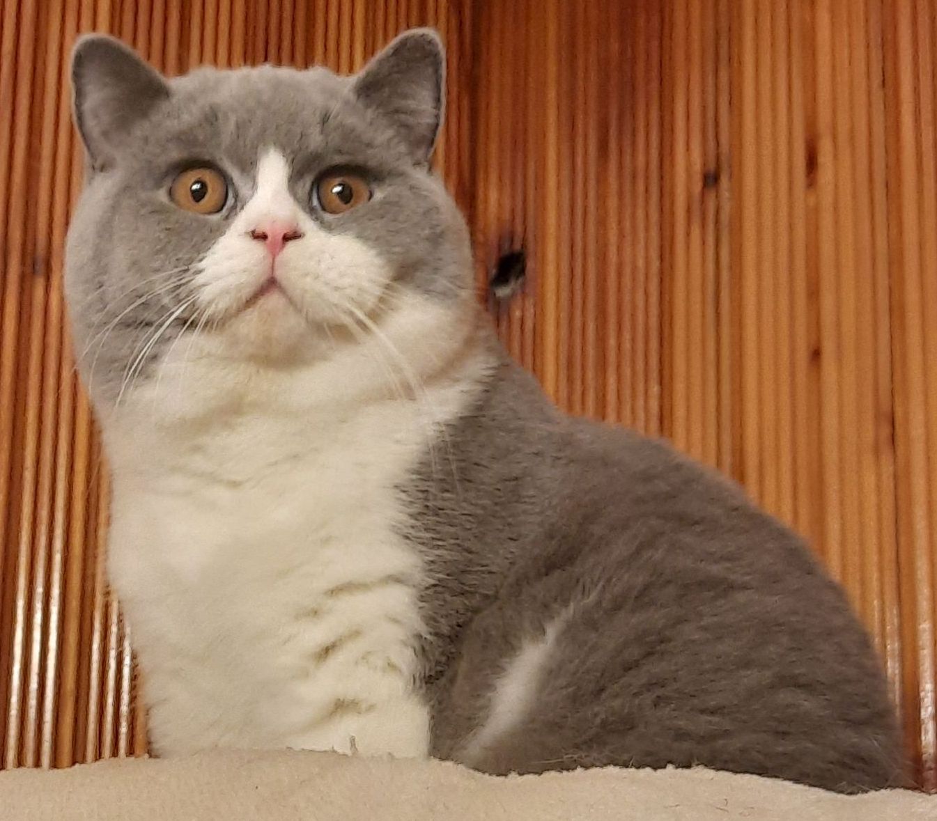 ECH. Samuel Sante von Blau Prinz